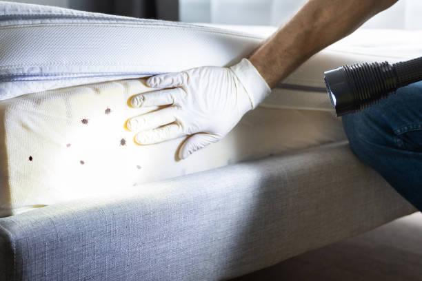 Best Rat Extermination Near Me  in Woodbine, NJ
