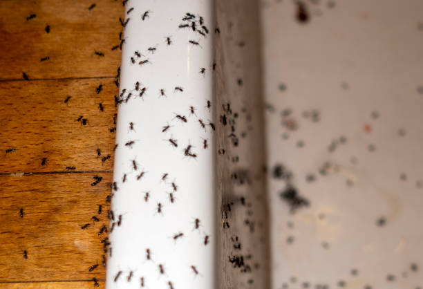 Best Pest Inspection Near Me  in Woodbine, NJ
