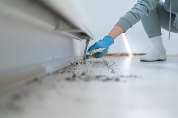 Best Wasp Removal Services  in Woodbine, NJ